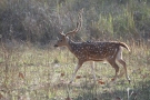 Chital (Axis axis)