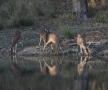 Chital (Axis axis)