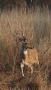 Chital (Axis axis)