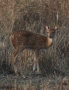 Chital (Axis axis)