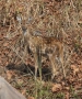 Chital (Axis axis)