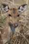 Chital (Axis axis)