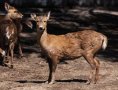 Calamian deer (Axis calamianensis)