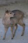 Calamian deer (Axis calamianensis)