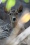 Calamian deer (Axis calamianensis)