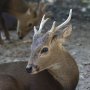 Calamian deer (Axis calamianensis)
