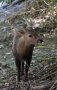 Calamian deer (Axis calamianensis)