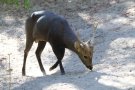 Calamian deer (Axis calamianensis)