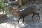 Calamian deer (Axis calamianensis)