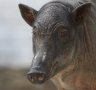 Sulawesi babirusa (Babyrousa celebensis)
