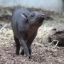 Sulawesi babirusa (Babyrousa celebensis)