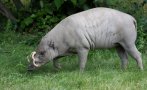 Sulawesi babirusa (Babyrousa celebensis)