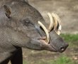 Sulawesi babirusa (Babyrousa celebensis)