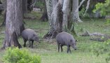 Sulawesi babirusa (Babyrousa celebensis)