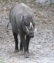 Sulawesi babirusa (Babyrousa celebensis)
