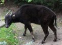 Mountain anoa (Bubalus quarlesi)