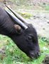 Mountain anoa (Bubalus quarlesi)