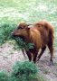 Mountain anoa (Bubalus quarlesi)