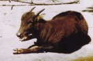 Mountain anoa (Bubalus quarlesi)