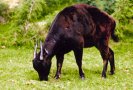 Mountain anoa (Bubalus quarlesi)