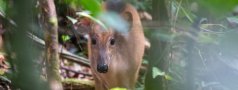 Brooke's duiker (Cephalophorus brookei)