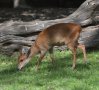 Red duiker (Cephalophorus natalensis)