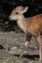 Red duiker (Cephalophorus natalensis)