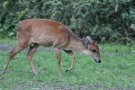 Red duiker (Cephalophorus natalensis)