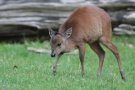 Red duiker (Cephalophorus natalensis)