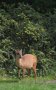 Red duiker (Cephalophorus natalensis)