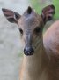 Red duiker (Cephalophorus natalensis)