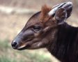 Black duiker (Cephalophorus niger)