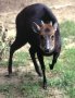 Black duiker (Cephalophorus niger)