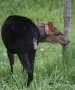 Black duiker (Cephalophorus niger)