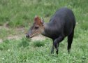 Black duiker (Cephalophorus niger)