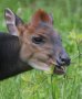 Black duiker (Cephalophorus niger)