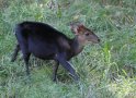 Black duiker (Cephalophorus niger)