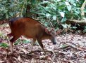 Ogilby's duiker (Cephalophorus ogilbyi)