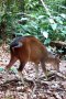 Ogilby's duiker (Cephalophorus ogilbyi)