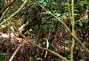 Ogilby's duiker (Cephalophorus ogilbyi)