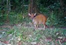Ogilby's duiker (Cephalophorus ogilbyi)