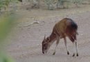 Ogilby's duiker (Cephalophorus ogilbyi)