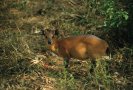 Red-flanked duiker (Cephalophorus rufilatus)