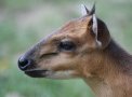 Red-flanked duiker (Cephalophorus rufilatus)