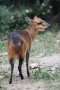 Red-flanked duiker (Cephalophorus rufilatus)