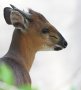 Red-flanked duiker (Cephalophorus rufilatus)