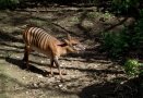 Zebra duiker (Cephalophula zebra)