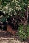 Zebra duiker (Cephalophula zebra)