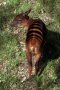Zebra duiker (Cephalophula zebra)