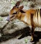 Zebra duiker (Cephalophula zebra)